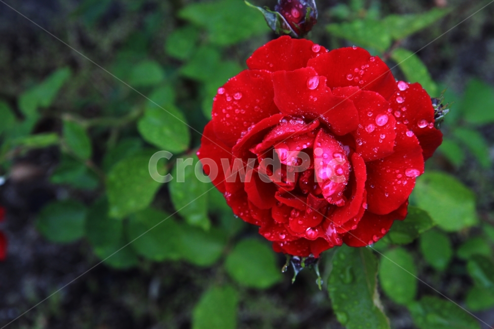 정물,장미,사물,자연,꽃,풍경,비,rose,식물,자연,plants,nature,꽃,flower