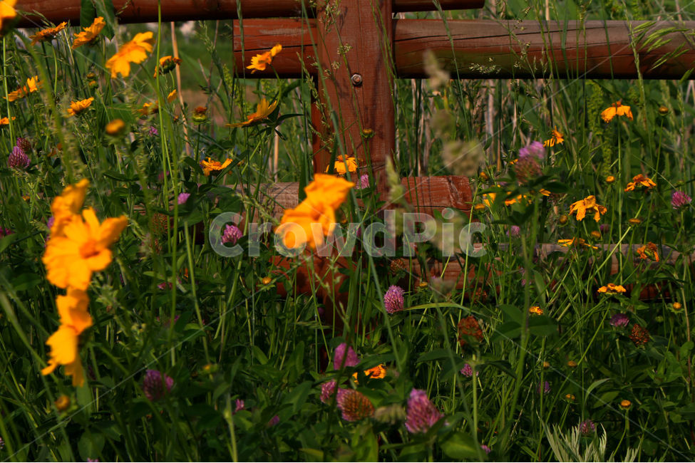 감성사진,자연,하늘,꽃풍경,풍경사진,색감,flower,sky,summer,nature,color,yellow,green,자연,풍경,nature,landscape,식물,plants,꽃,flower,plant,potted plant,화분,jar,항아리,pottery,도기류