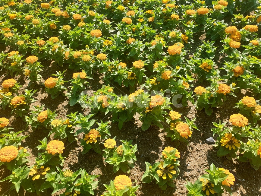 꽃,백일홍,꽃밭,노란꽃,flower