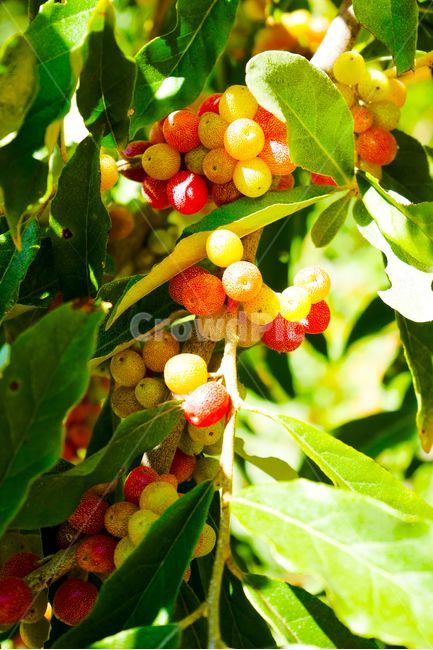 식물,열매,자연,10월,황매산,과일,열매,fruit