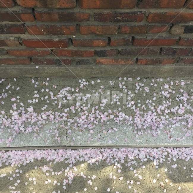 벽돌,벚꽃,핑크,봄,spring,꽃잎,봄,계절,spring,season,nature,자연,hail,빗발
