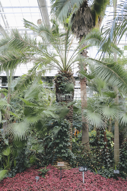 경주,동궁원,식물원,식물,관광지,식물,자연,plants,nature