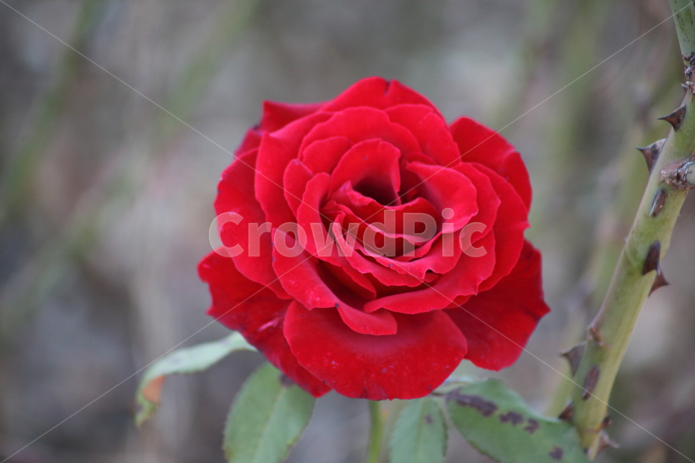 장미,꽃,식물,정원수,rose,식물,자연,plants,nature,꽃,flower