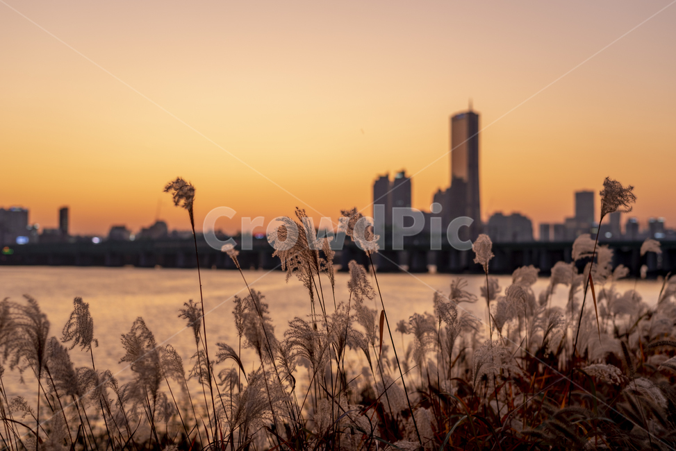 억새,갈대,한강공원,한강,가을,63빌딩,노을,해질녘,풍경,가을,계절,fall,autumn,season,한국도시풍경,한국도시경관,korea cityscape