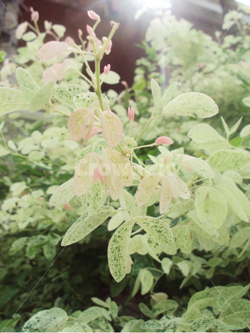 식물,자연,나무,나뭇잎,잎,plant,tree,식물,자연,plants,nature