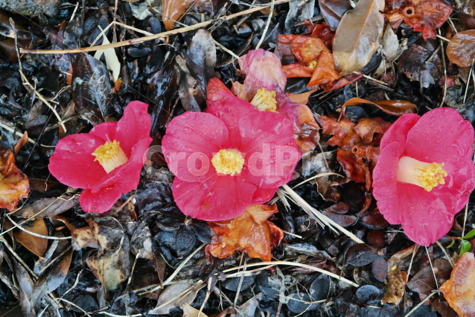 동백,동백꽃,겨울꽃,비,빗방울,비오는날,꽃,빨간꽃,빨강,red,plant,flower,camellia,낙화,꽃송이,비에젖은,blossom,winter,rain,감성,꽃,flower