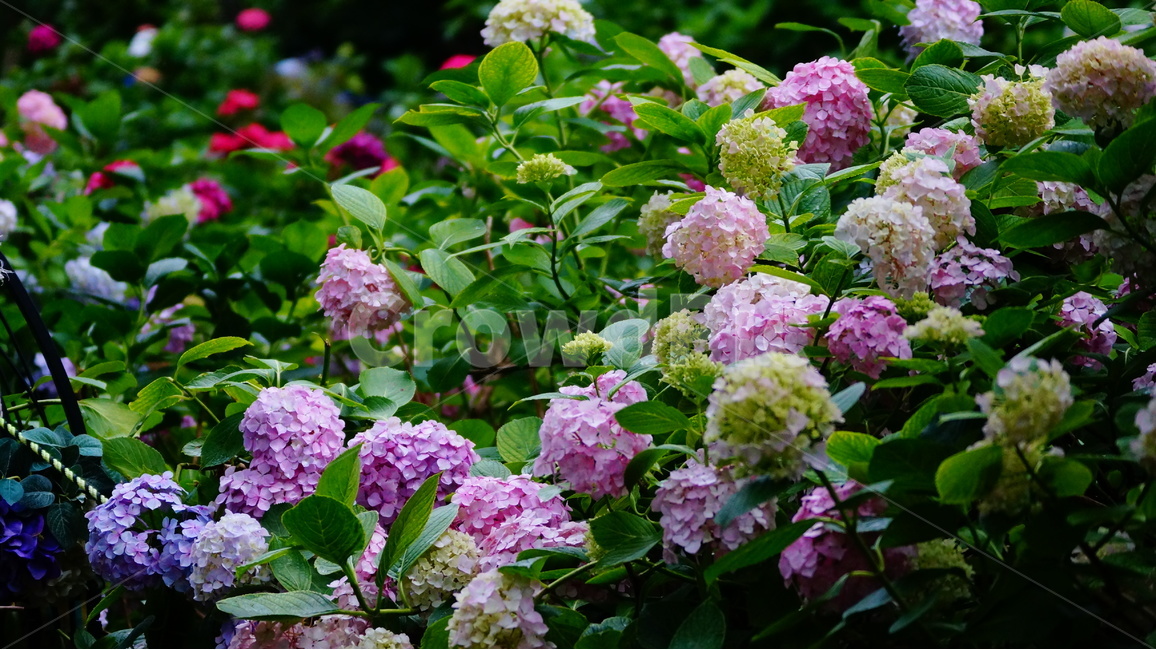 수국,산수국,꽃,꽃사진,태종대,식물,식물,자연,plants,nature,꽃,flower