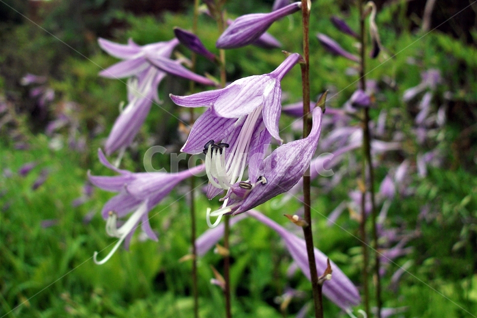 비비추,연보라색,식물,자연,lplantainlily,plant,flower,purple,향기,bloom,식물,자연,plants,nature,꽃,flower