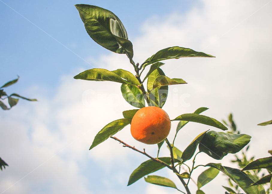 귤,과일,fruit,제주도,감귤,귤따기,하늘,제주,제주도귤