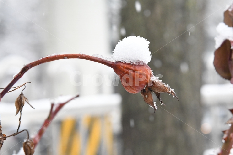 겨울,눈,자연,계절,winter,season,식물,plants,nature,과일,열매,fruit,겨울,계절,winter,season,식물,자연,plants,nature