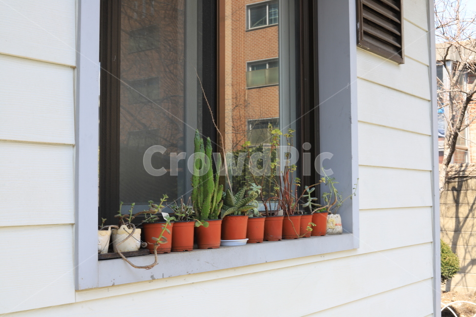 화분,창가,pot,flowerpot,window,실내용화초,화분,화초,house plant