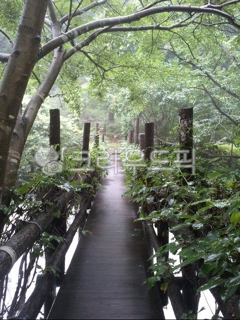 walking path,mountain path,fresh,full of oxygen,forest road