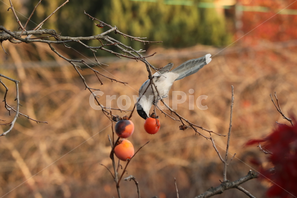 홍시,감나무,새,연시,행복,곡예,가을,계절,fall,autumn,season,동물,animal,조류,새,birds,과일,열매,fruit,plant,식물,food,음식