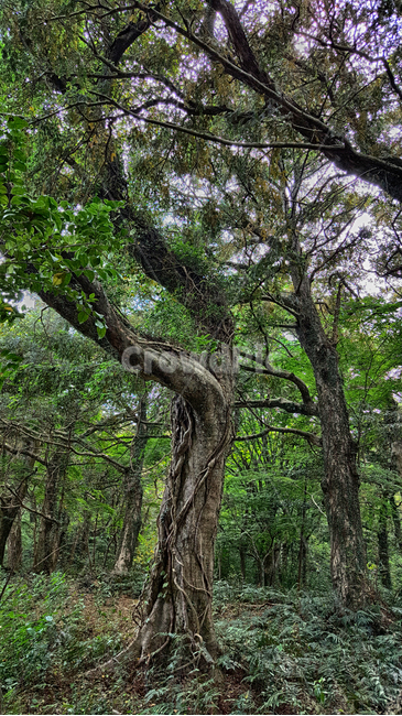 비자림,treetrunk,나무줄기,tree,나무,plant,식물,자연,자연,풍경,nature,landscape,식물,plants,나무,trees,wood