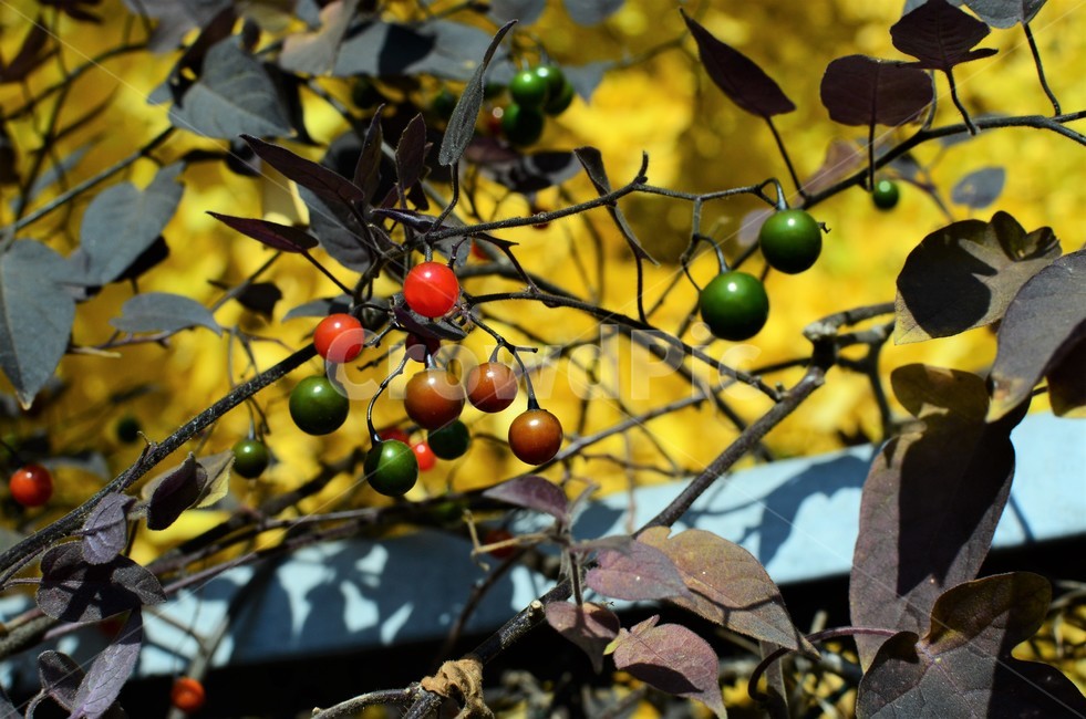 배풍등,가짓과,덩굴성,반관목,독성식물,약용,식물,자연,plants,nature,과일,열매,fruit