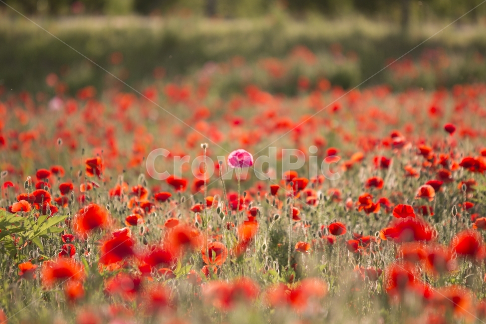 꽃,양귀비,물의정원,감성,봄,식물,자연,plants,nature,꽃,flower