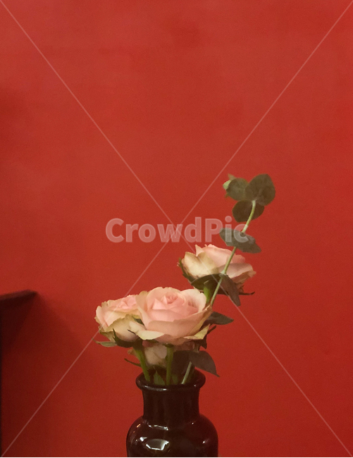 plant,식물,blossom,꽃,flower,장미