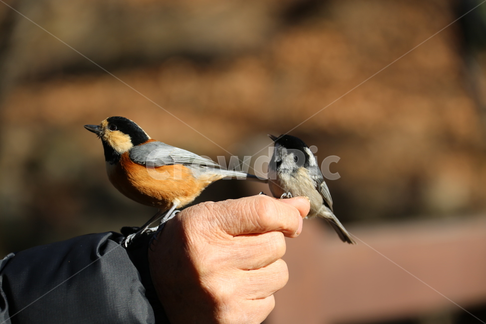 동물,사람,새,자연,풍경,동물,animal,조류,새,birds