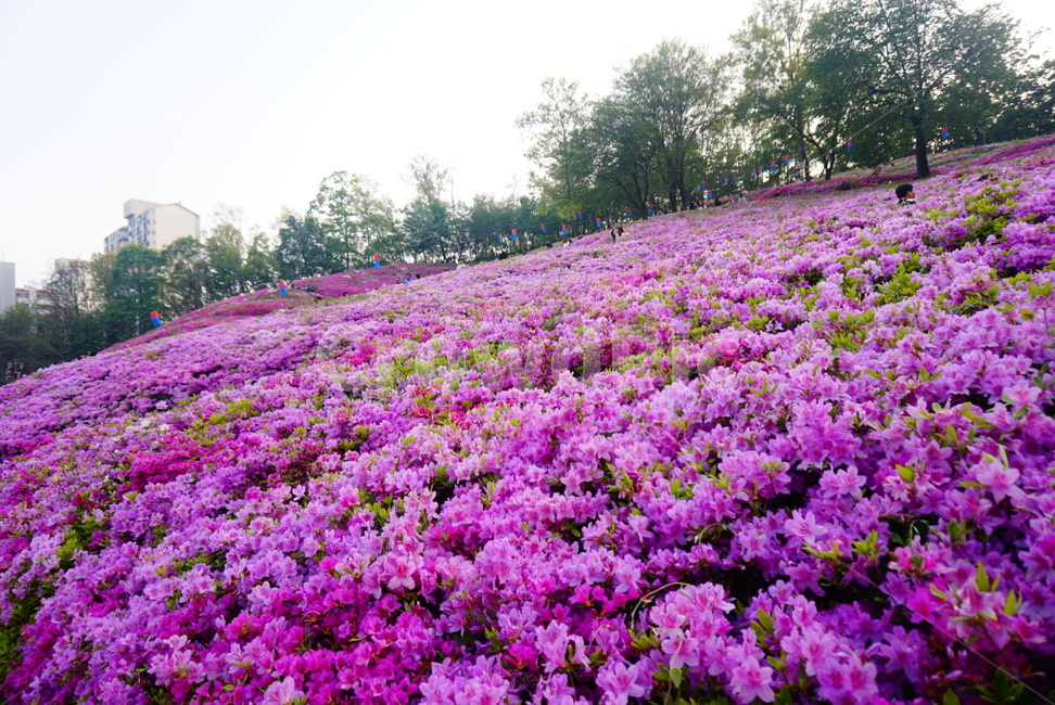 철쭉,진달래,축제,봄꽃,보라,봄,페스티벌