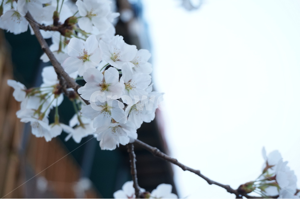 벚꽃,벚꽃나무,벚꽃잎,봄꽃,벚나무,봄,계절,spring,season,식물,자연,plants,nature,꽃,flower,plant,cherry blossom,blossom
