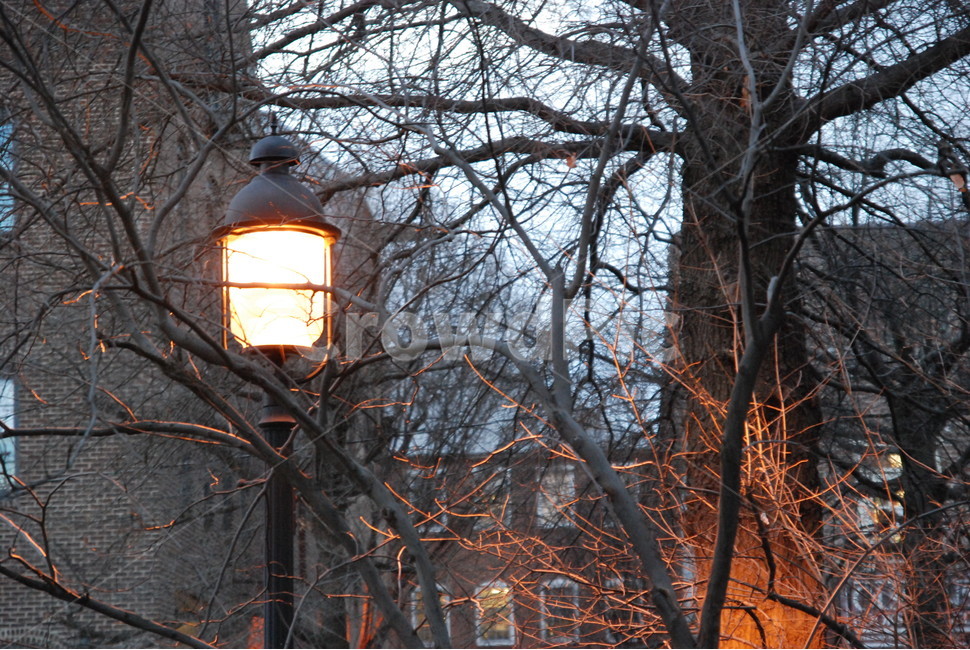 전등,겨울,저녁,나무,앙상한,주황,빛,불빛,light,lamp,winter,evening,trees,나무가지,branch,미국