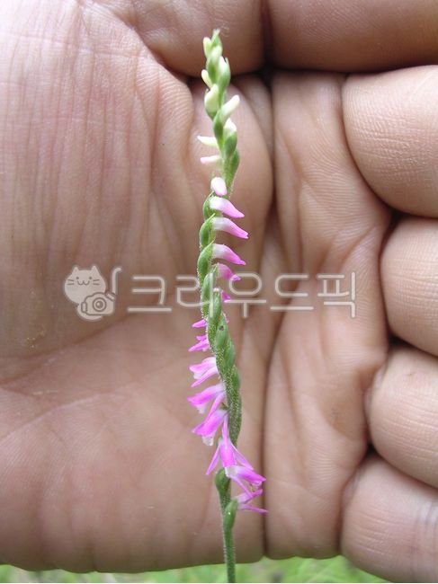 꽃,들꽃,야생화,난초,손,손가락,손바닥,신체부위,finger,bodypart,hand,person,flower