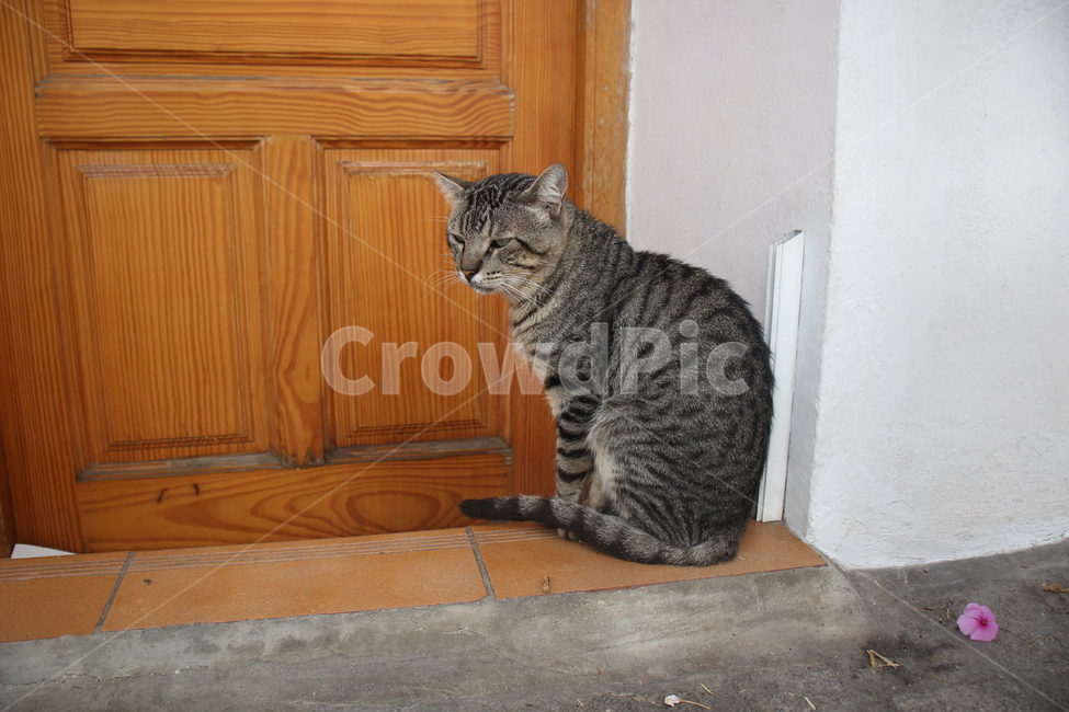 고양이,길고양이,졸림,귀여움,길,동물,animal,포유류,mammal,고양이,cat,kitten,kitty