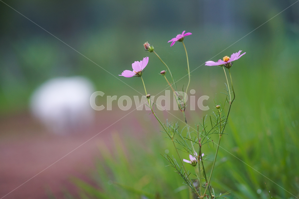 코스모스,강아지,길,식물,반려견,식물,자연,plants,nature,꽃,flower