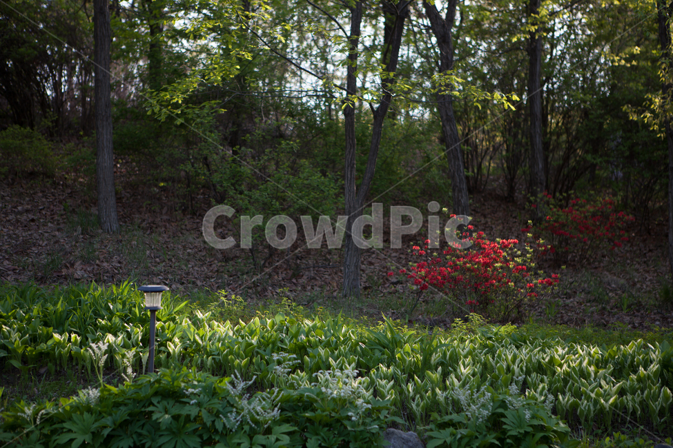plant,식물,tree,나무,vase,초목,ground,바닥,숲,꽃,풍경,자연,공원,서울숲,봄,여름,식물,자연,plants,nature,꽃,flower