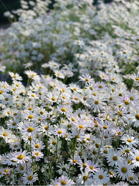 구절초,흰꽃,꽃,꽃밭,가을,autumn,blossom,plant,식물,flower,식물,자연,plants,nature,꽃,flower