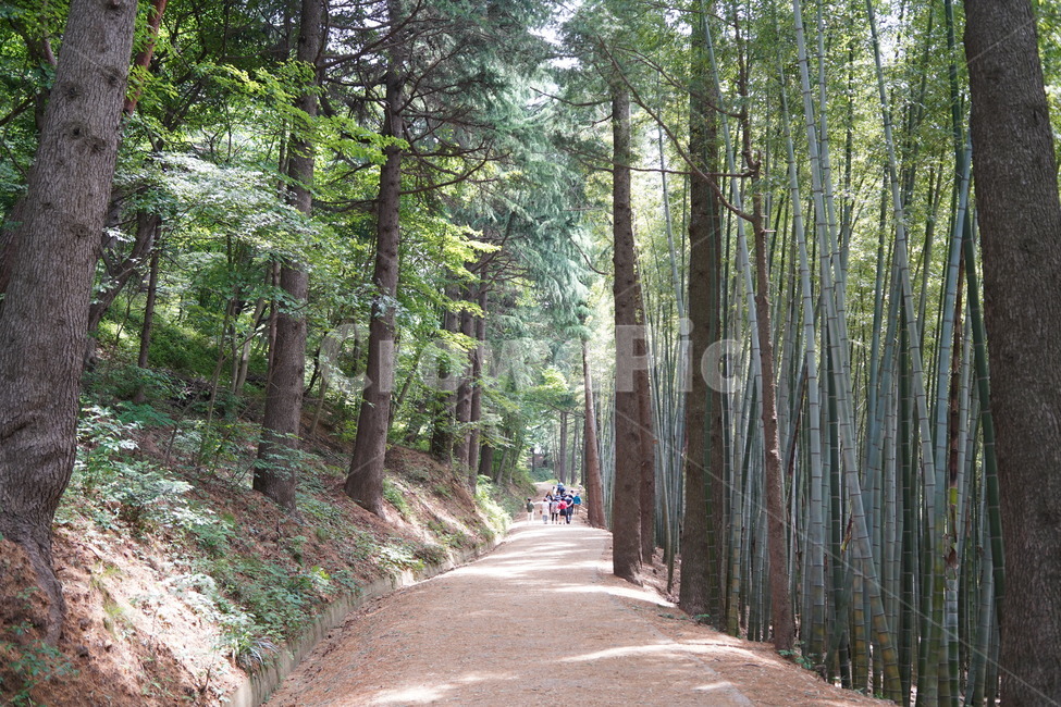 숲,숲길,오솔길,숲속,나무,초록,산길,산림
