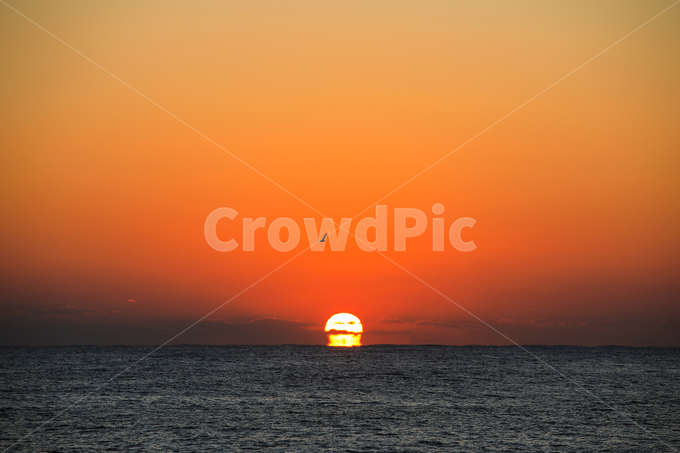 낙산,해변,바다,일출,새해,오메가,자연,풍경,nature,landscape,outdoors,옥외,dusk,황혼,dawn,새벽,red sky,붉은 하늘,sky,하늘,sunset,일몰,sunlight,햇빛,animal,동물,bird,새