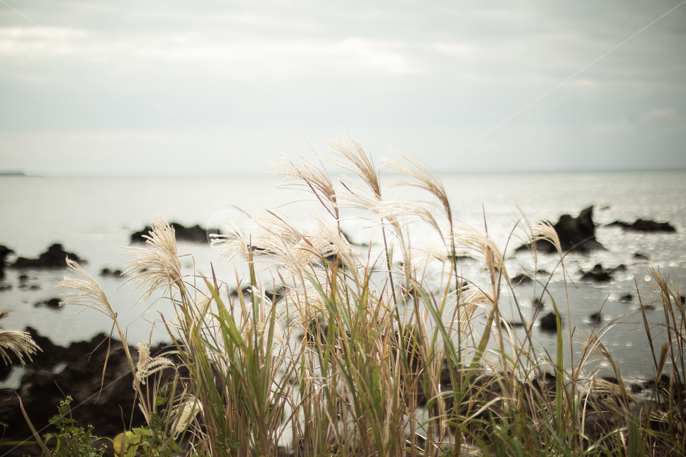 가을,억새,바다,제주,제주바다,가을바다,자연,풍경,nature,landscape,제주도,jeju,jeju island,plant,식물,grass,잔디,lawn,reed,갈대