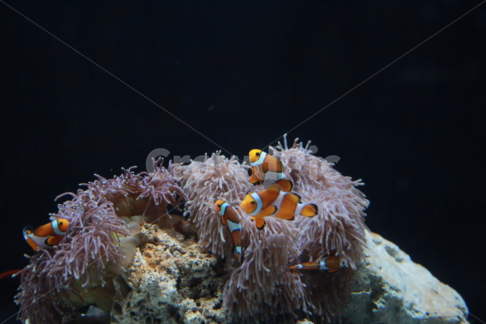 동물,자연,수중생물,바다생물,수족관,니모,물고기,fish,물,동물,animal,어류,물고기,fish