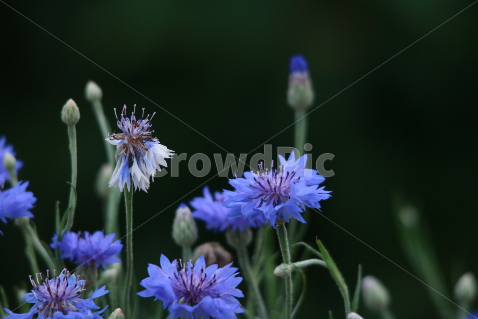우중출사,장마,소강상태,여름,여름꽃,비방울,식물,자연,plants,nature,꽃,flower