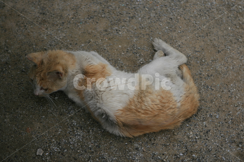 고양이,휴식,귀여움,들고양이,cat
