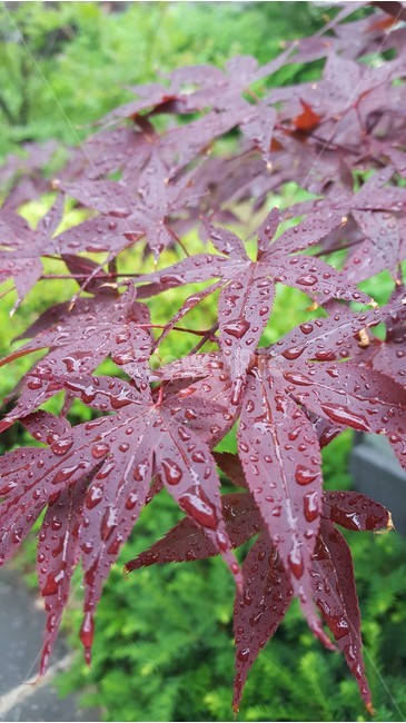 자연,단풍,가을비,붉은단풍,비오는날,식물,자연,plants,nature,비,비오는날,rain,rainy