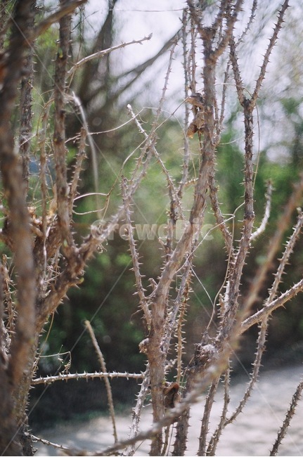 가시,나무,빛,자연,식물,식물,자연,plants,nature