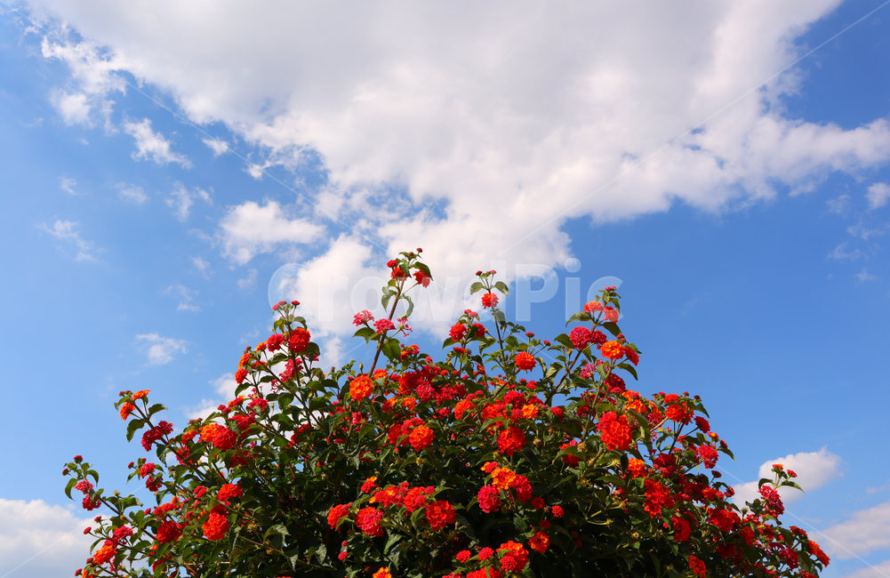 꽃,flower,sky,하늘,식물,plant,red,빨간색,빨간,붉은,자연,배경