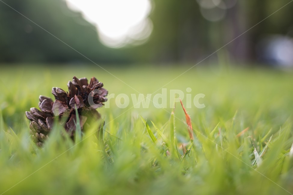 자연,풍경,아웃포커싱,솔방울,잔디,잔디밭,식물,자연,plants,nature