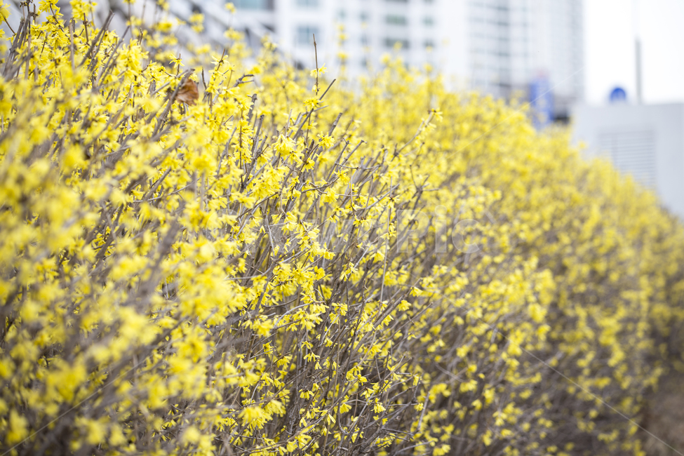 개나리,forsythia,스프링,spring,플라워,flower,봄꽃,식물,자연,plants,nature,꽃,flower