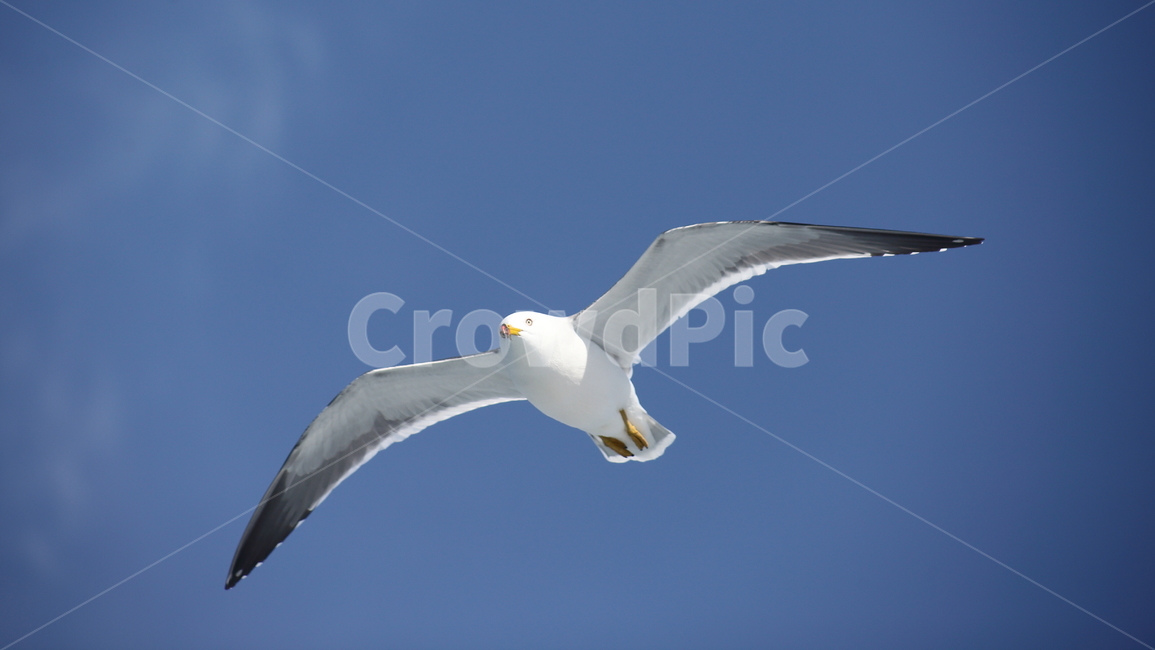 갈매기,바다새,대형조류,commongull,mewgull,laruscrassirostris,괭이갈매기,동물,animal,조류,새,birds