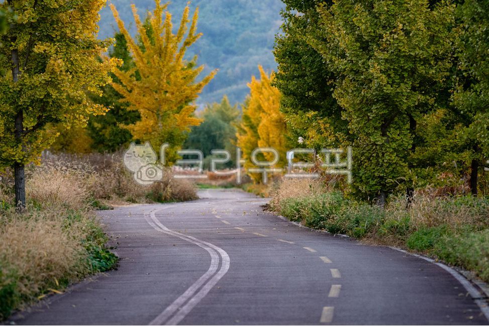 Ginkgo tree,bike path,walking path,fall,maple leaves,plants,nature,trees,seasons,park,ginkgo forest,forest,walking path