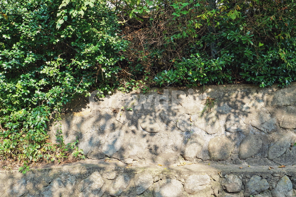 자연,nature,돌담,rock,가을,fall,autumn,식물,plants,풍경,식물,자연,plants,nature