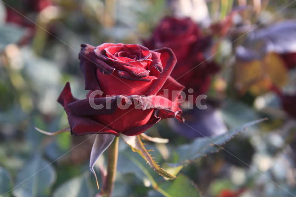 rose,장미,장미축제,장미사진,붉은장미,장미공원,장미꽃,식물,꽃,자연,빨간장미,plants,nature,flower,식물,자연,plants,nature,꽃,flower