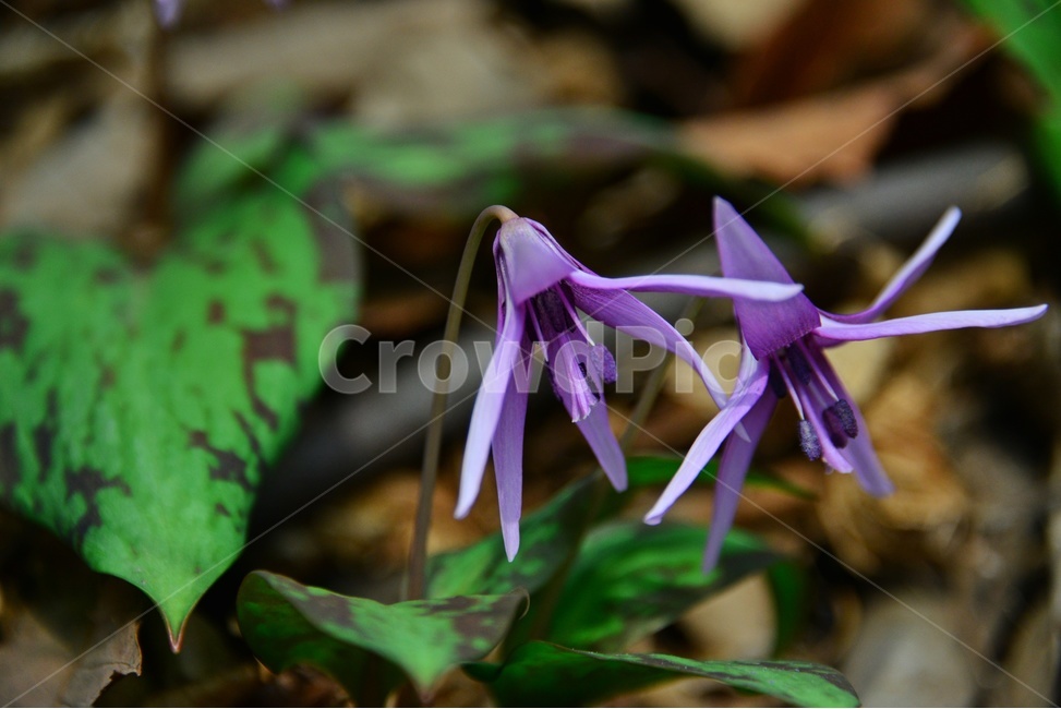 plant,식물,blossom,flower,꽃,얼레지,얼레지꽃,보라색,보라색꽃,봄꽃,봄,계절,식물,자연,plants,nature,꽃,flower