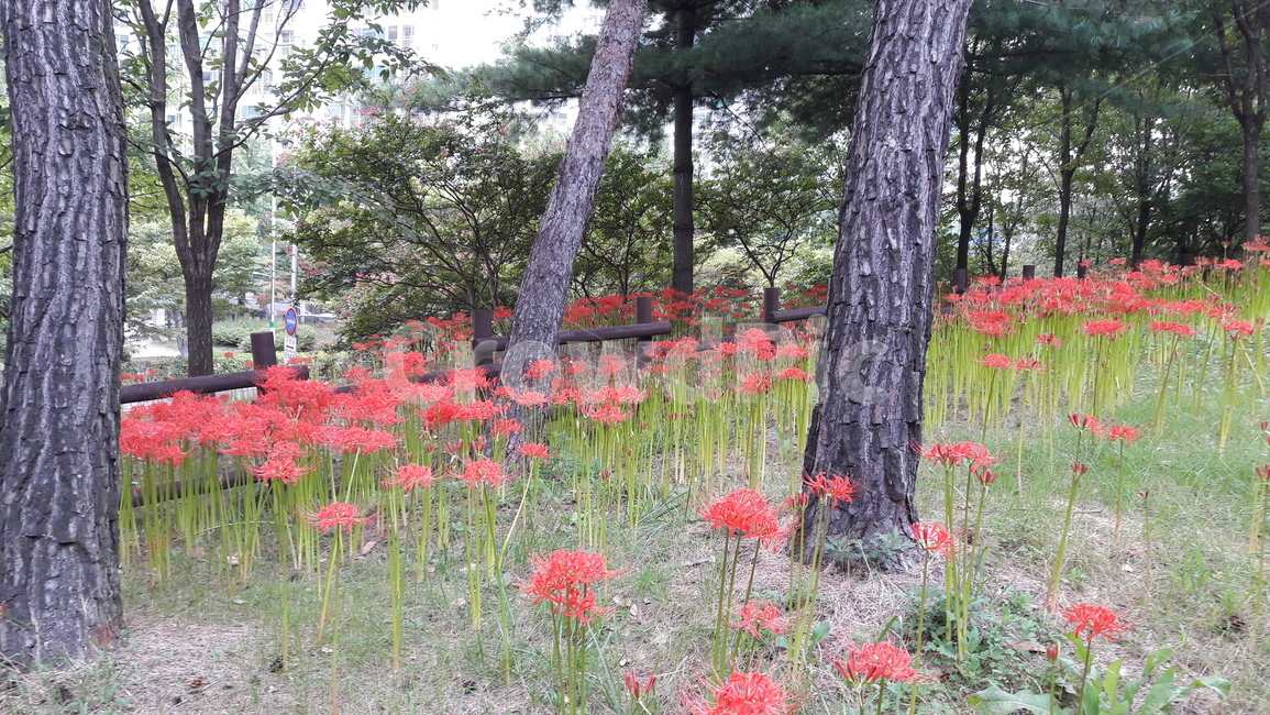 꽃,자연,상사화,나무,둉산,식물,풍경