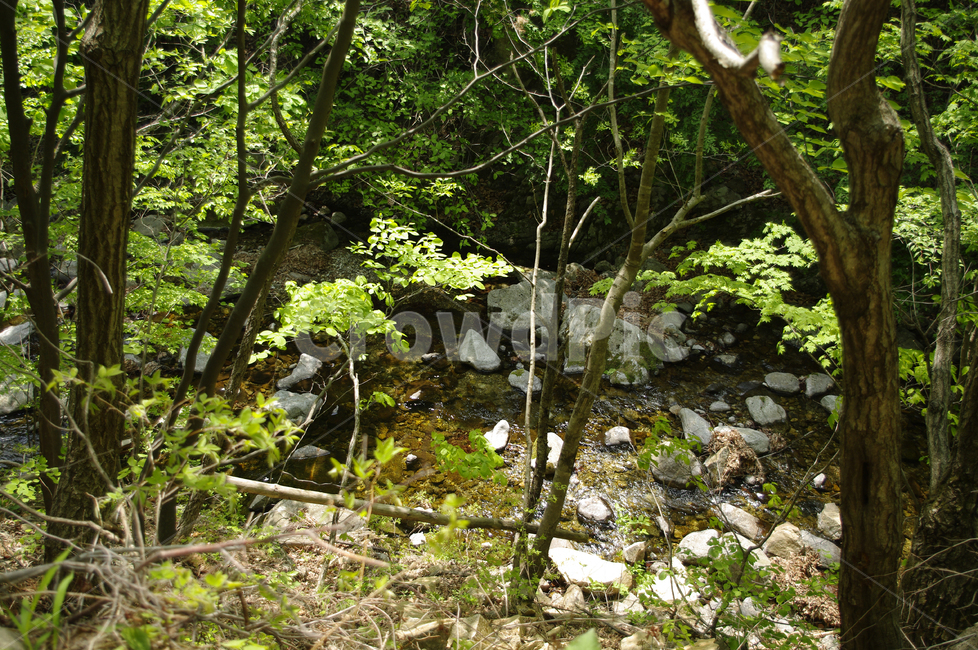 냇물,나무,초록,식물,숲,풍경,자연,풍경,nature,landscape,tree,plant,ground,바닥,tree trunk,나무 줄기