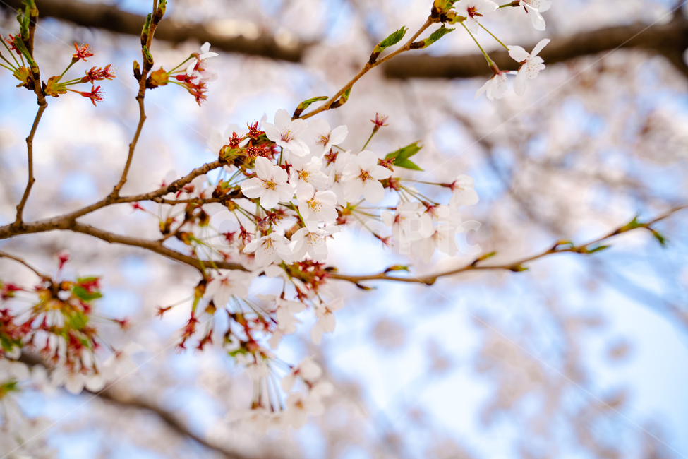 봄,벚꽃,봄나들이,봄꽃,봄벚꽃,봄,계절,spring,season,식물,자연,plants,nature,꽃,flower,plant
