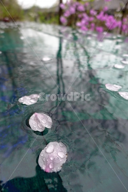 벚꽃,떨어진꽃잎,젖은꽃잎,비오는날,비요일,봄,계절,spring,season,비,비오는날,rain,rainy